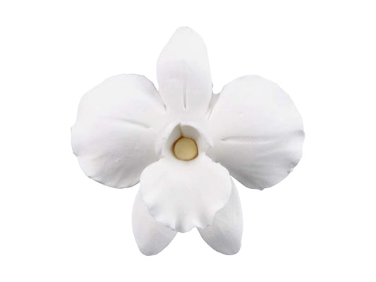 Singapore/African Orchid White