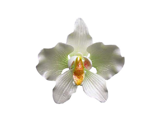 Phalaenopsis Small