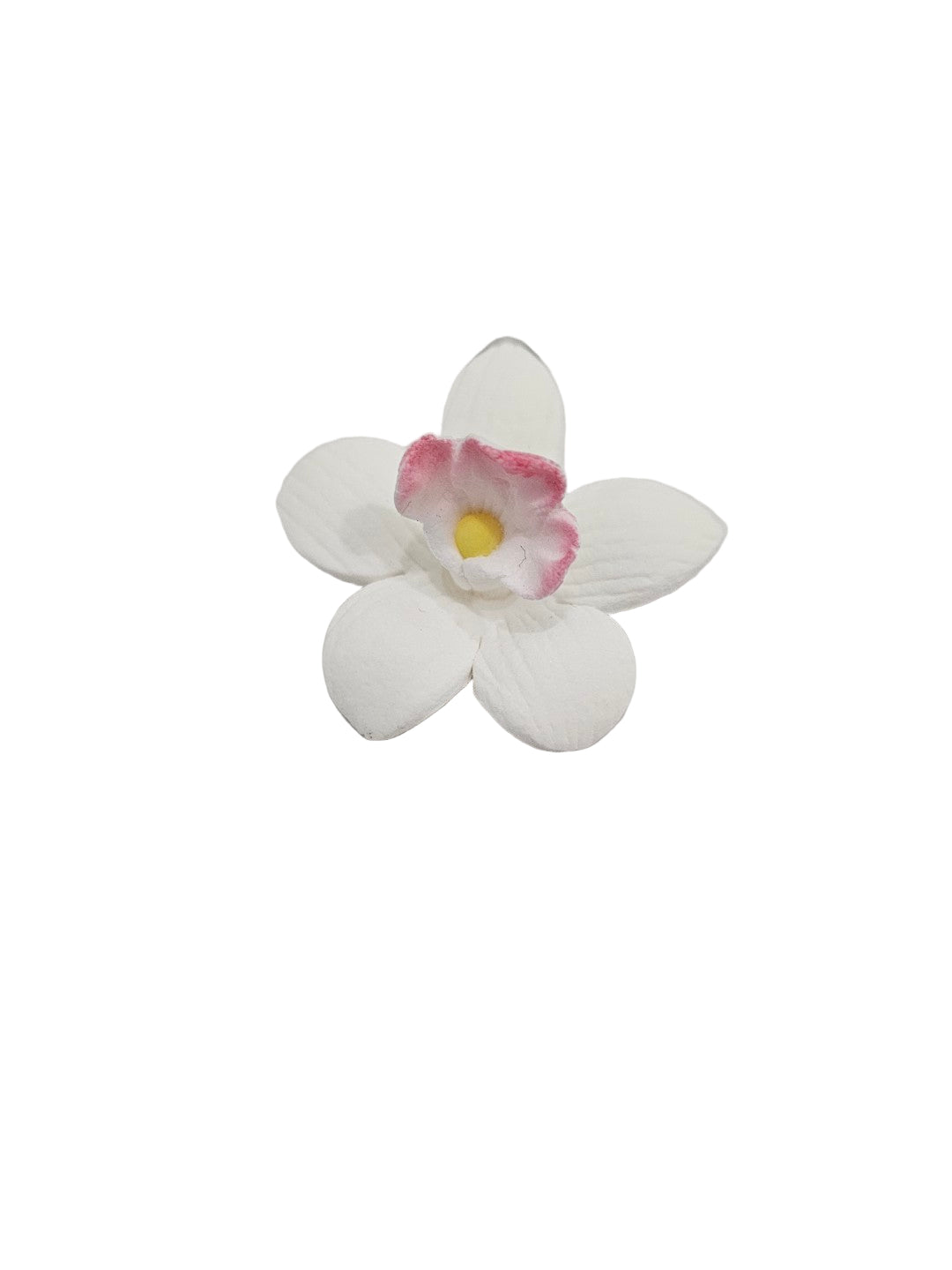 White flower with pink edge and yellow center on a white background