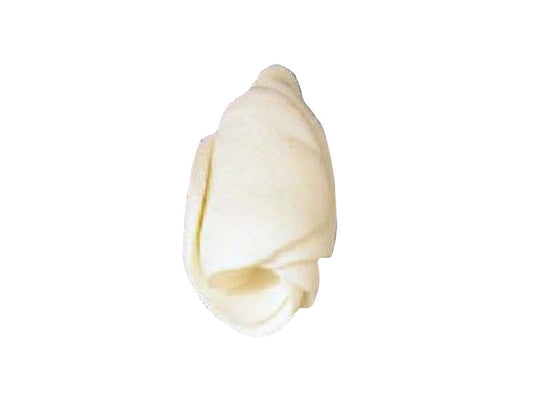 A single white frangipani bud cake decoration with a wire stem against a white background.