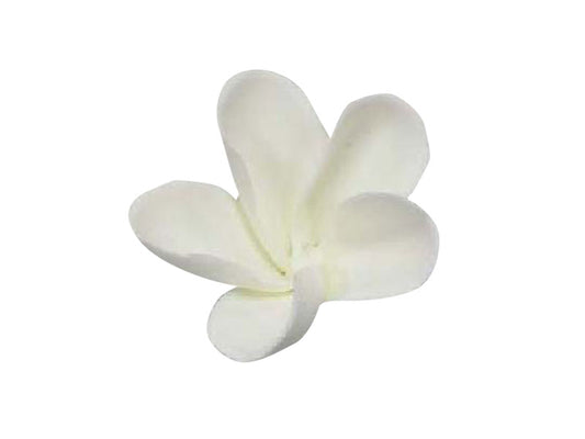 Frangipani Large White